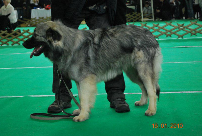 2010 CACIB Ljubljana - foto povečava