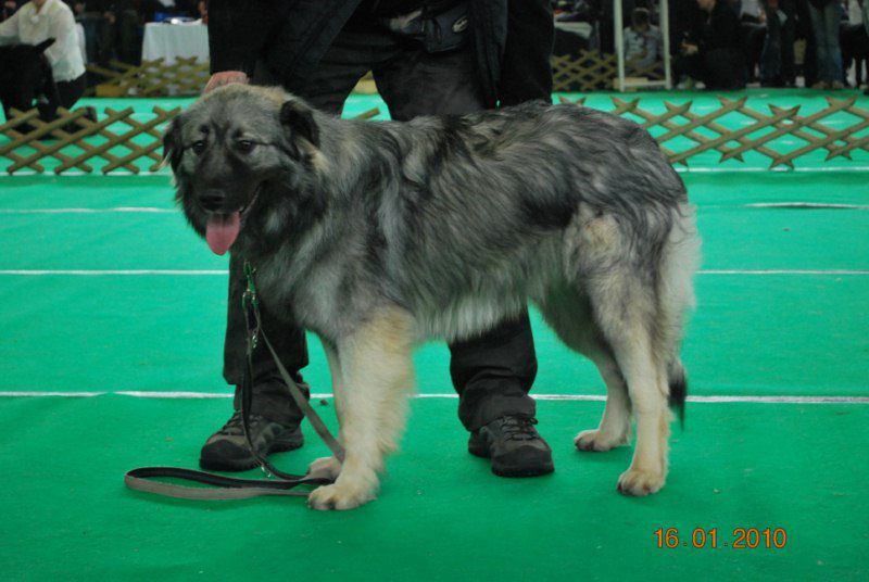 2010 CACIB Ljubljana - foto povečava
