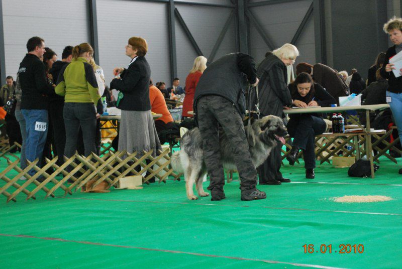 2010 CACIB Ljubljana - foto povečava