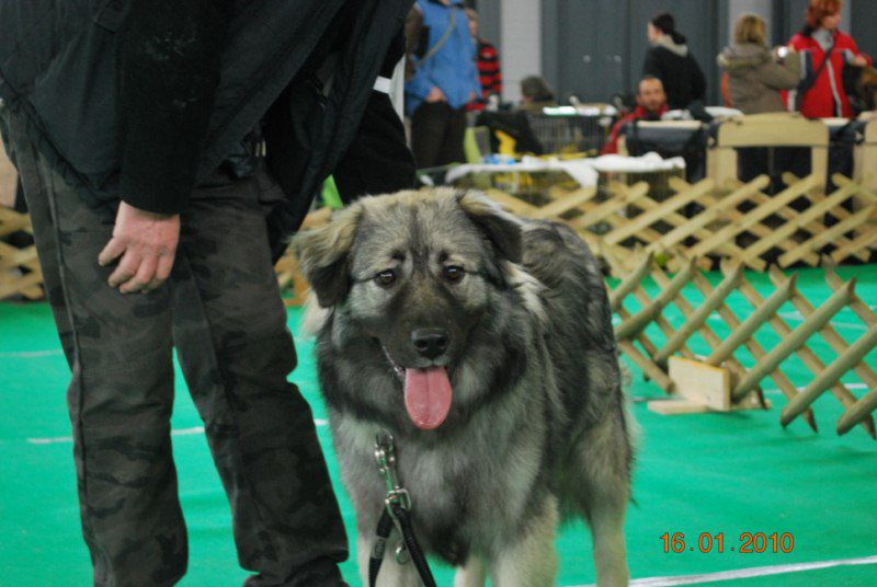 2010 CACIB Ljubljana - foto povečava