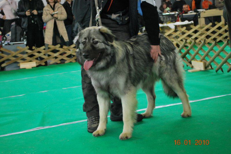 2010 CACIB Ljubljana - foto povečava