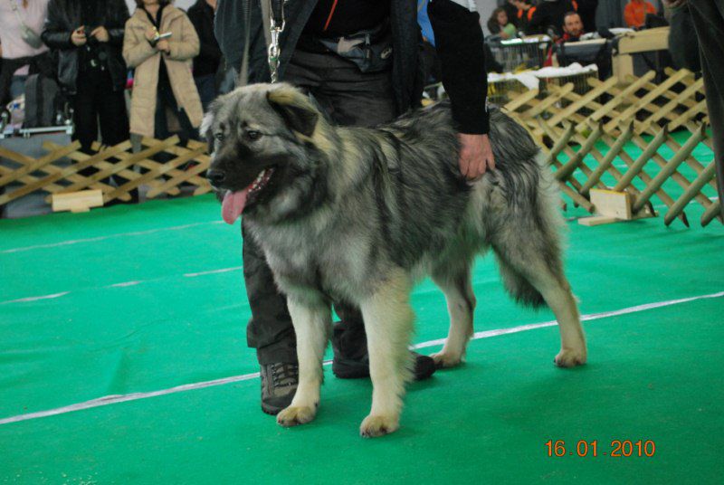2010 CACIB Ljubljana - foto povečava