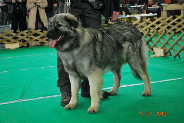 2010 CACIB Ljubljana - foto