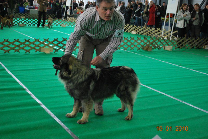 2010 CACIB Ljubljana - foto povečava