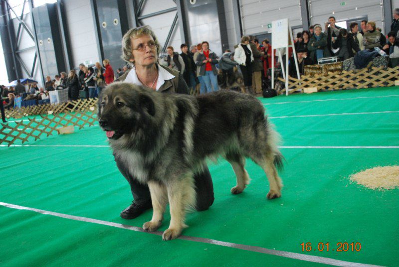 2010 CACIB Ljubljana - foto povečava