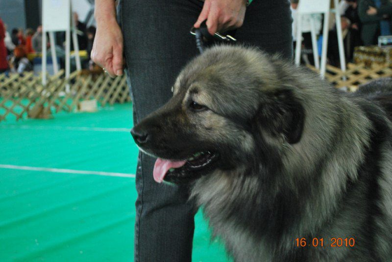 2010 CACIB Ljubljana - foto povečava
