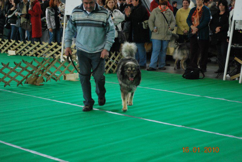 2010 CACIB Ljubljana - foto povečava