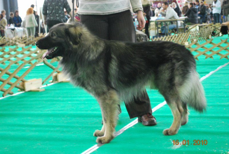 2010 CACIB Ljubljana - foto povečava