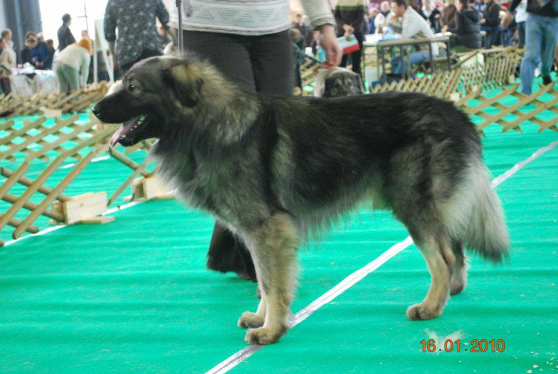 2010 CACIB Ljubljana - foto povečava