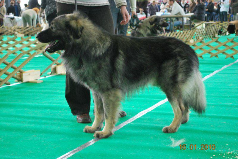 2010 CACIB Ljubljana - foto povečava