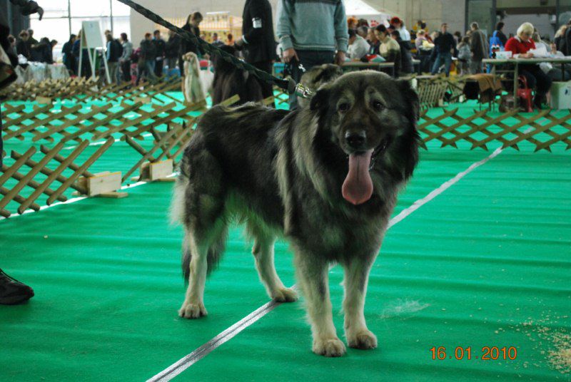 2010 CACIB Ljubljana - foto povečava