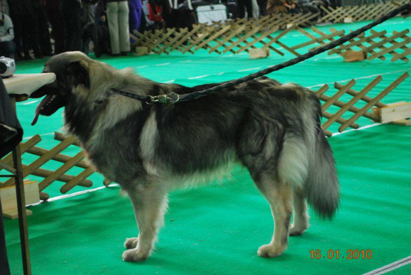 2010 CACIB Ljubljana - foto povečava