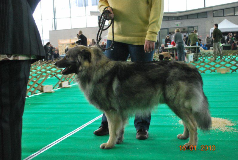 2010 CACIB Ljubljana - foto povečava