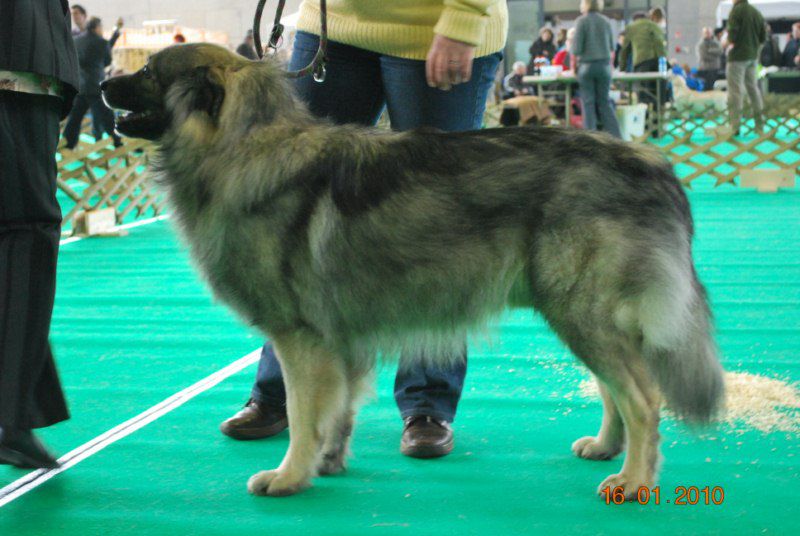 2010 CACIB Ljubljana - foto povečava