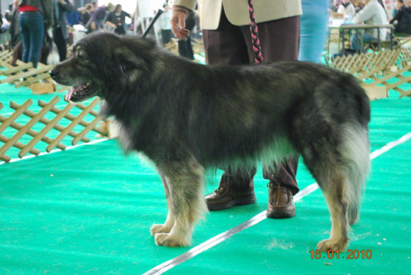 2010 CACIB Ljubljana - foto povečava