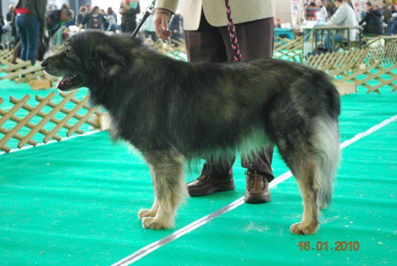 2010 CACIB Ljubljana - foto povečava