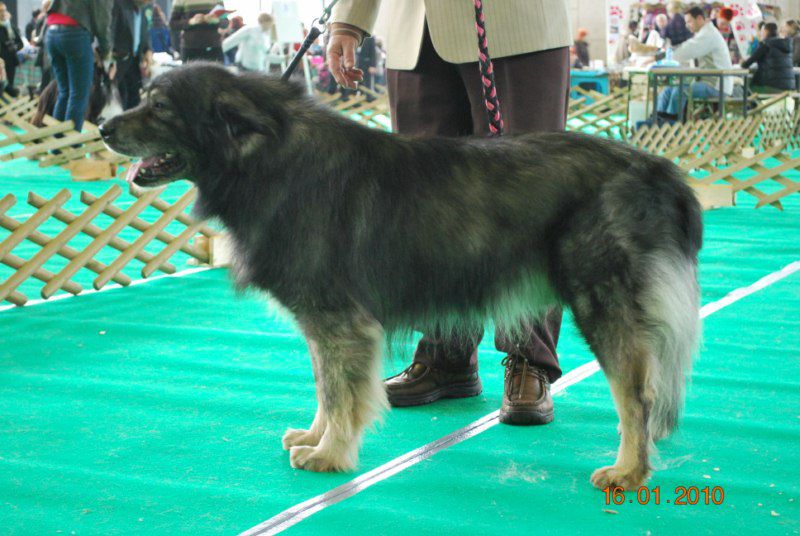 2010 CACIB Ljubljana - foto povečava