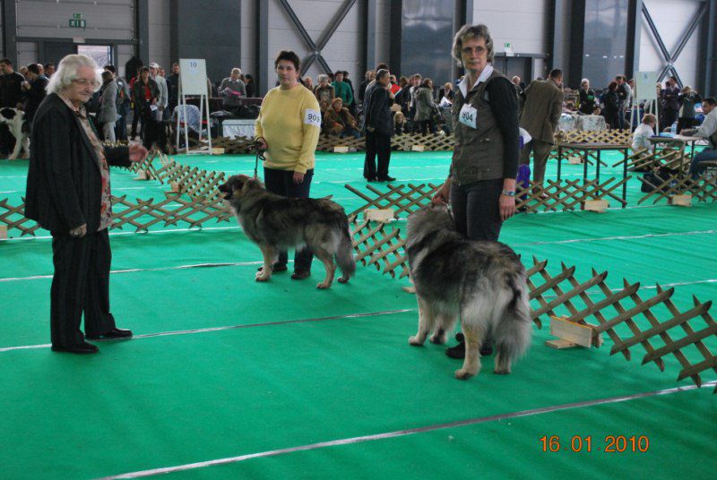 2010 CACIB Ljubljana - foto povečava