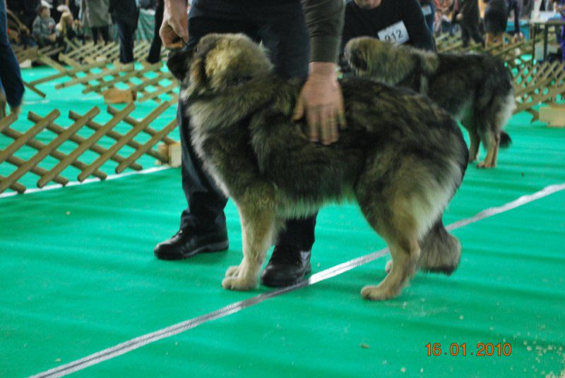 2010 CACIB Ljubljana - foto povečava
