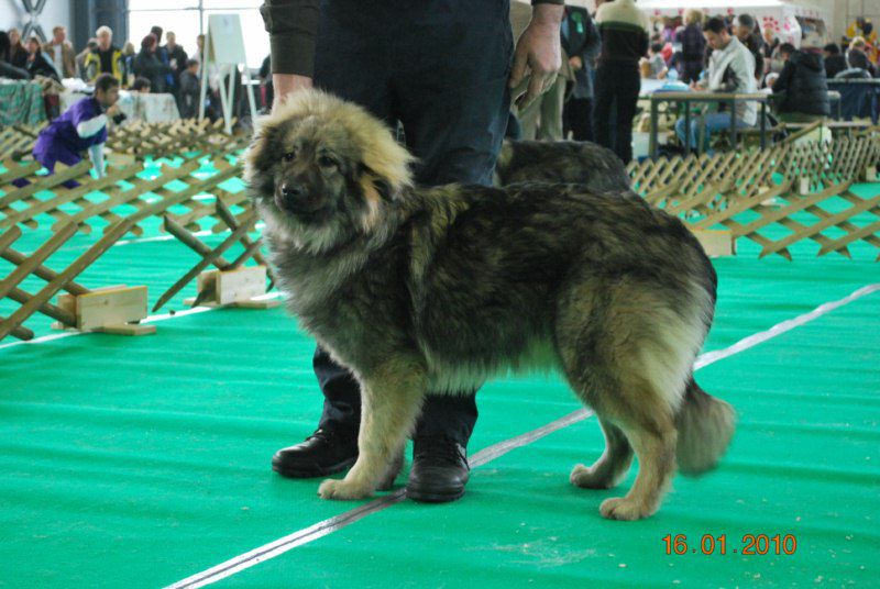 2010 CACIB Ljubljana - foto povečava