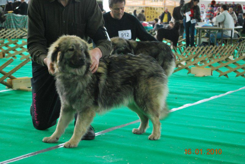 2010 CACIB Ljubljana - foto povečava