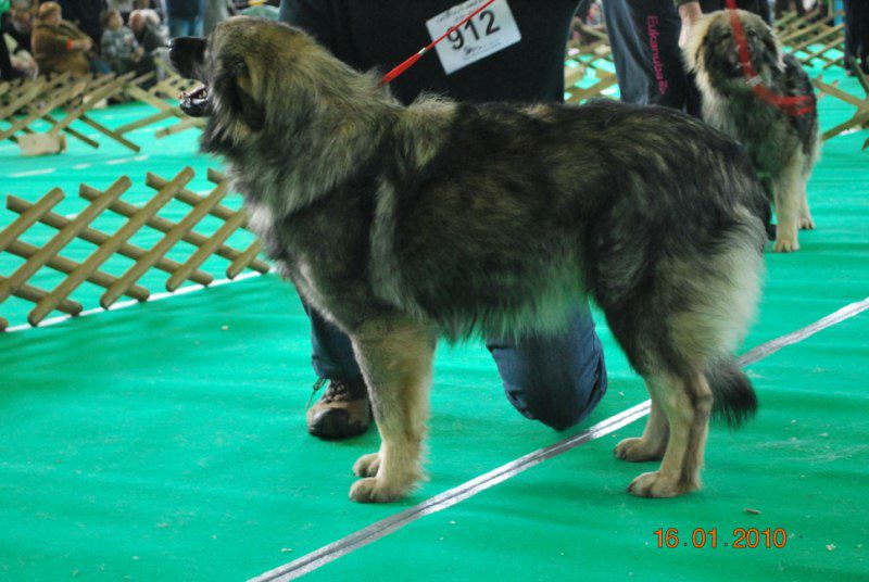2010 CACIB Ljubljana - foto povečava