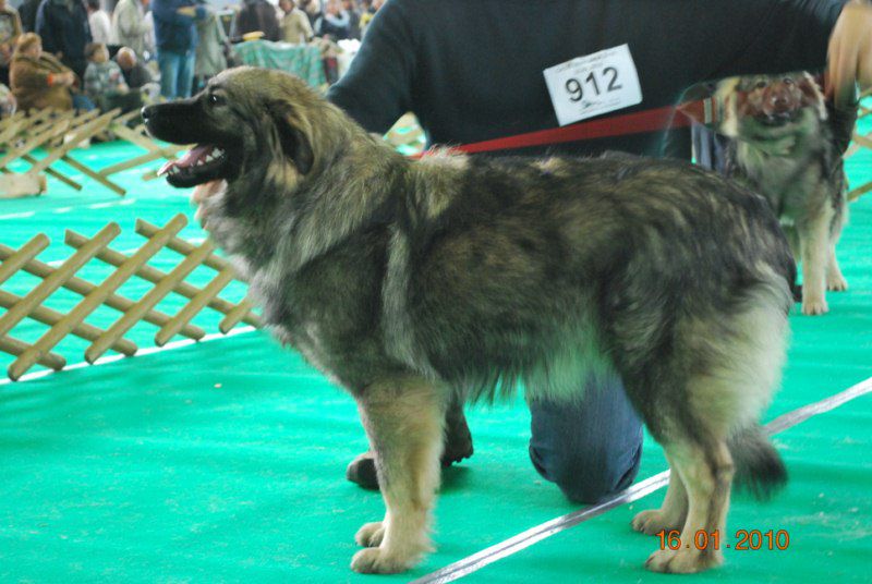 2010 CACIB Ljubljana - foto povečava