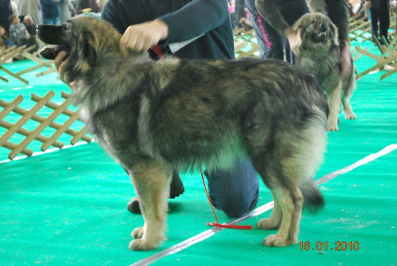 2010 CACIB Ljubljana - foto povečava