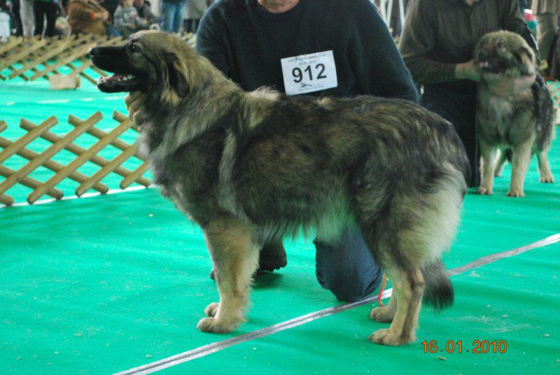 2010 CACIB Ljubljana - foto povečava