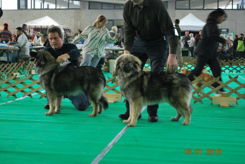 2010 CACIB Ljubljana - foto povečava
