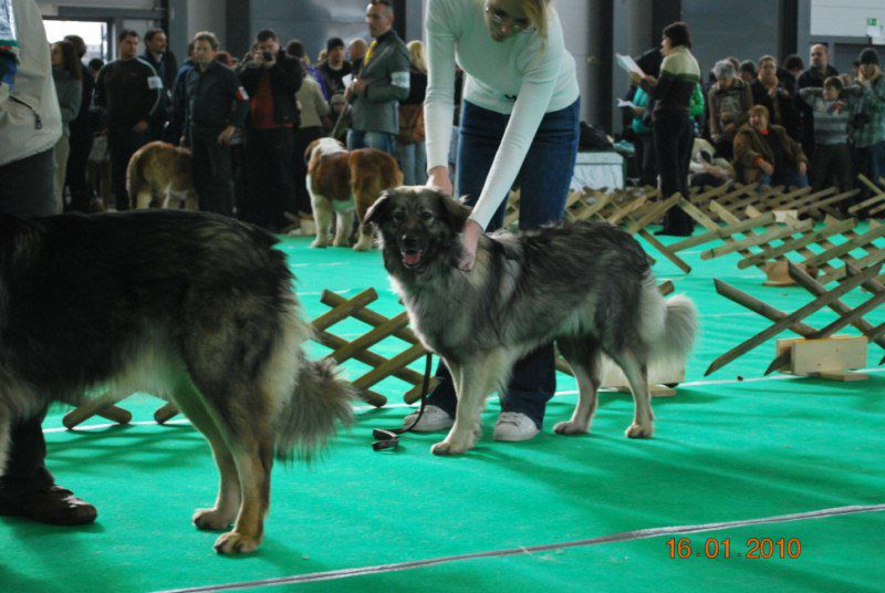 2010 CACIB Ljubljana - foto povečava