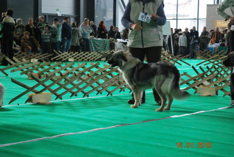 2010 CACIB Ljubljana - foto povečava
