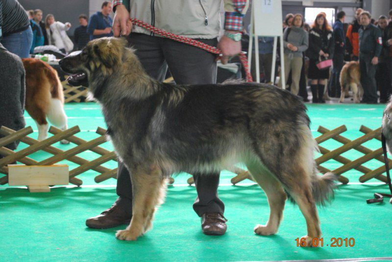 2010 CACIB Ljubljana - foto povečava