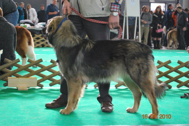 2010 CACIB Ljubljana - foto povečava