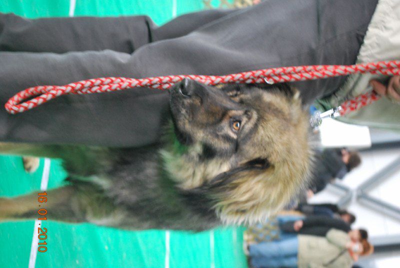 2010 CACIB Ljubljana - foto povečava