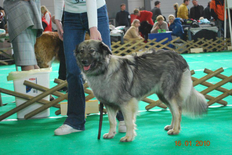 2010 CACIB Ljubljana - foto povečava