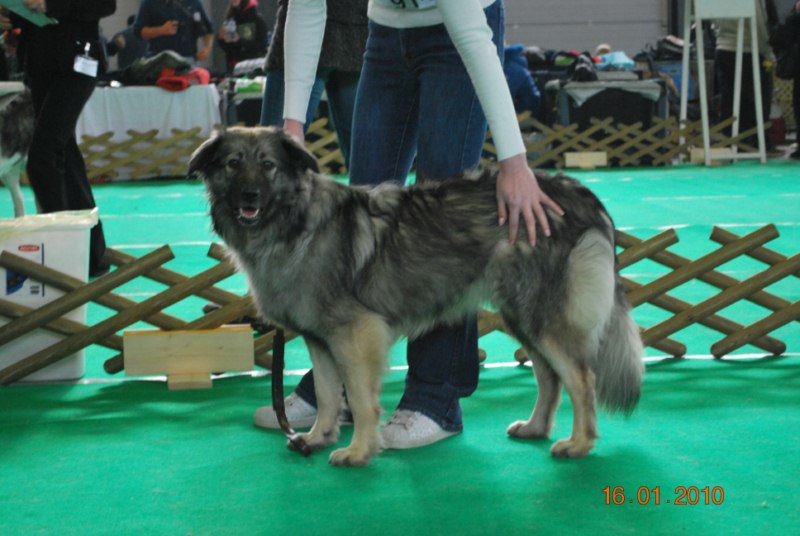 2010 CACIB Ljubljana - foto povečava