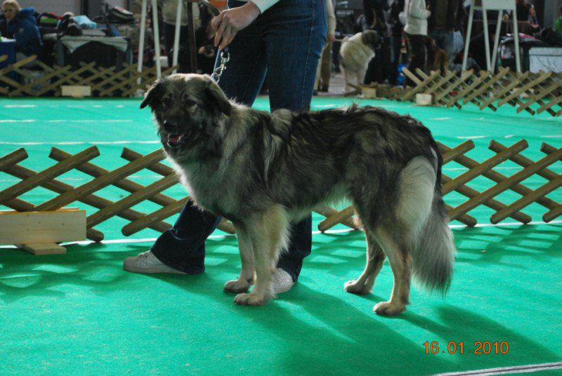 2010 CACIB Ljubljana - foto povečava