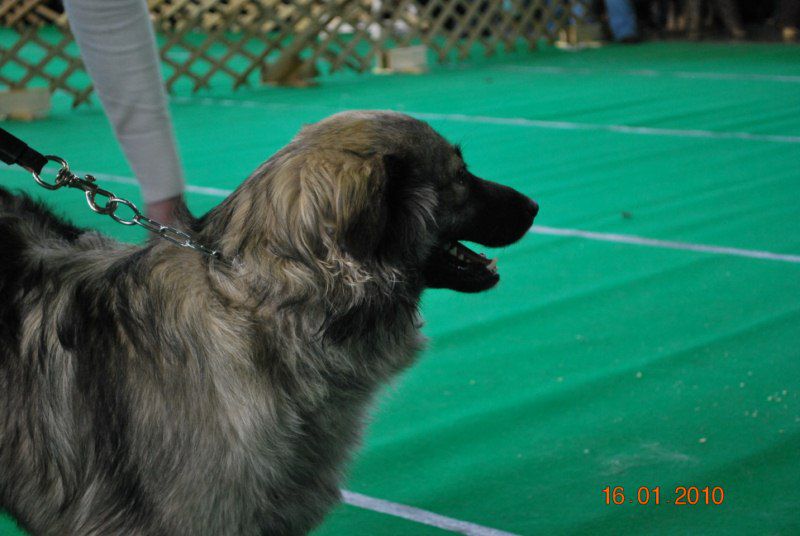 2010 CACIB Ljubljana - foto povečava