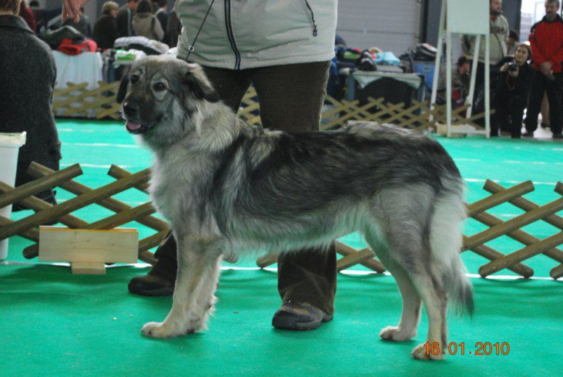 2010 CACIB Ljubljana - foto povečava