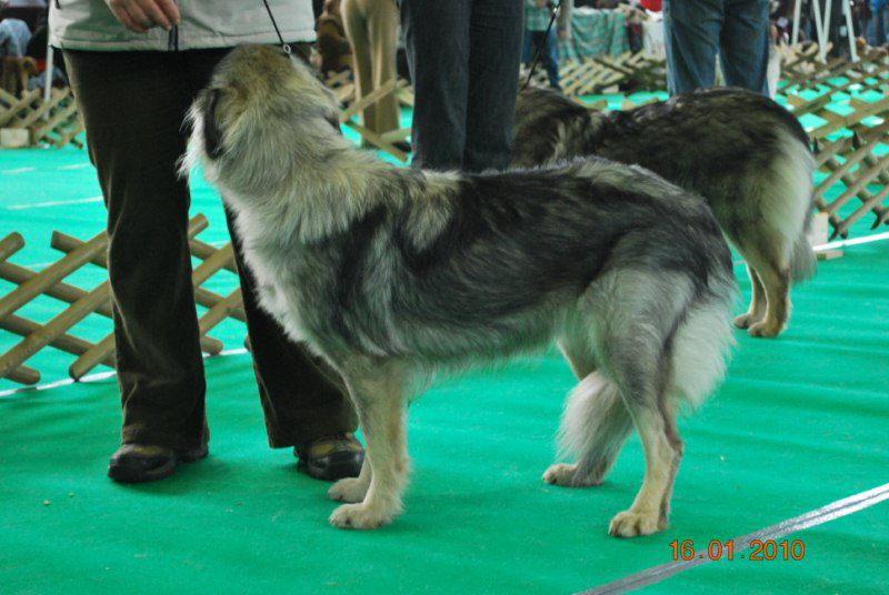 2010 CACIB Ljubljana - foto povečava