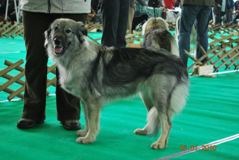 2010 CACIB Ljubljana - foto povečava