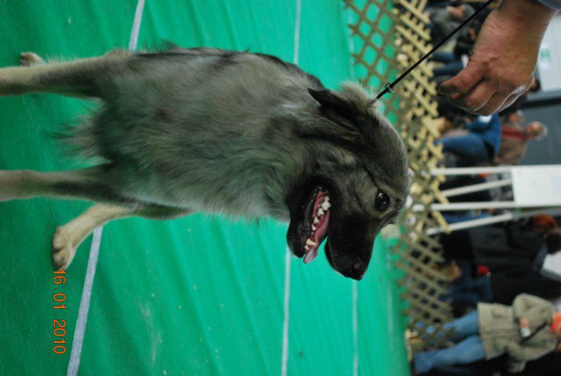 2010 CACIB Ljubljana - foto povečava