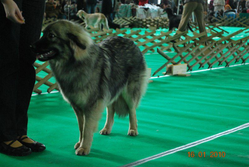 2010 CACIB Ljubljana - foto povečava