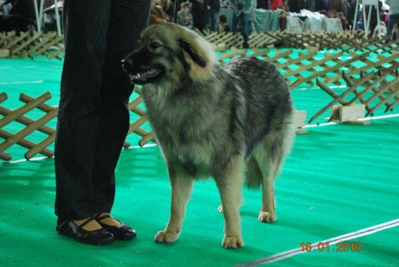 2010 CACIB Ljubljana - foto povečava