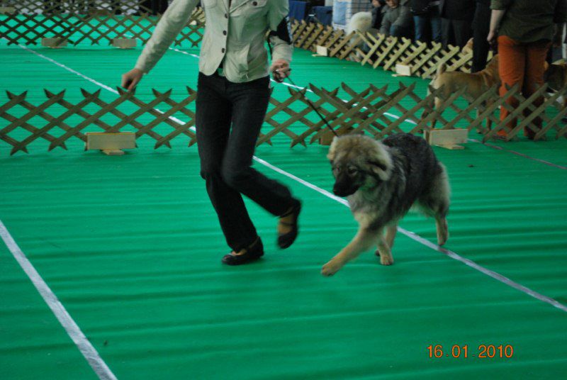 2010 CACIB Ljubljana - foto povečava