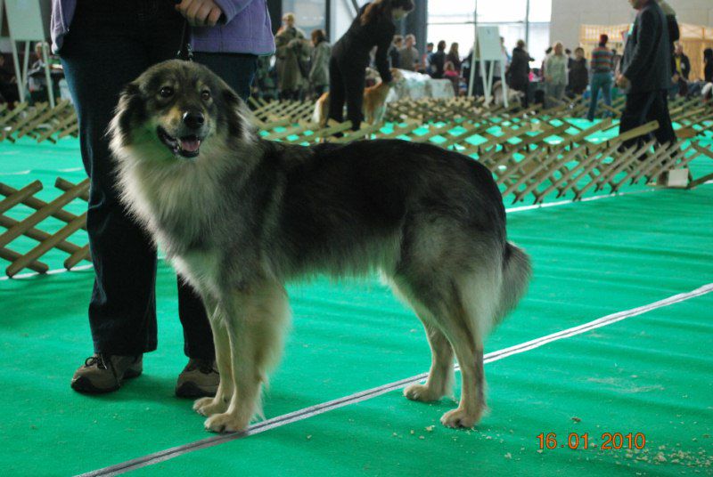 2010 CACIB Ljubljana - foto povečava