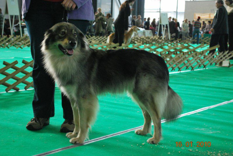 2010 CACIB Ljubljana - foto povečava