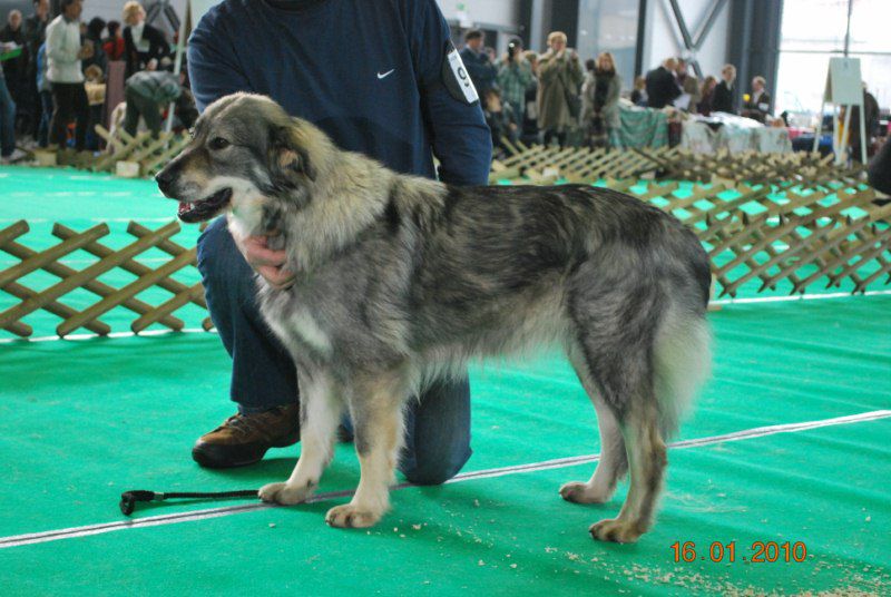 2010 CACIB Ljubljana - foto povečava