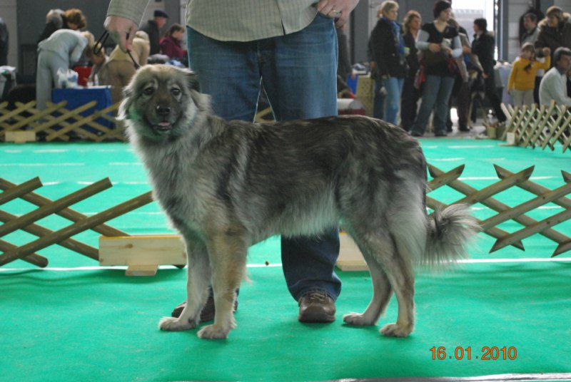 2010 CACIB Ljubljana - foto povečava